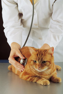 Golden cat being checked by stethoscope