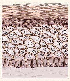 Illustration of skin cell composition