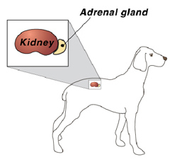 Illustration of location of dog kidney