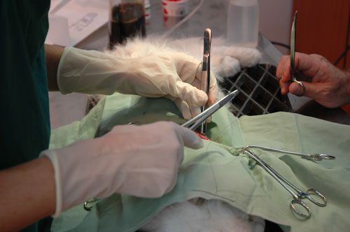 Veterinarian working on white cat in surgery