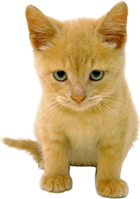 Cute golden kitten