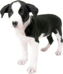 Cute black and white puppy