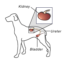 Illustration of dog outline showing kidney and bladder