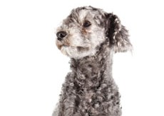 Grey and white poodle mix