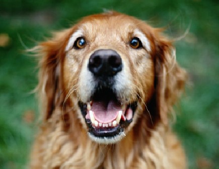 Golden retriever