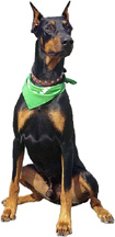 Large dog with green bandana