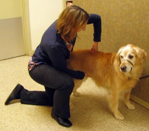 Dr Boudreau performing a chiropractic adjustment on a canine patient