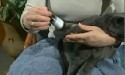 Video still shot of woman holding cat liquid medication