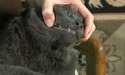 Video still shot of woman holding cat and brushing its teeth