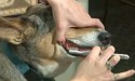 Video still shot of giving dog tooth brushing