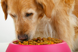 Senior dog eating out of pink bowl