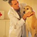 Veterinarian checking dog in office