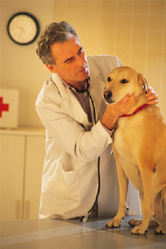 Veterinarian checking dog in office