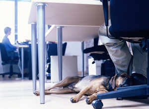 Dog laying next to human in work office