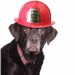 Dog with Fire Chief hat