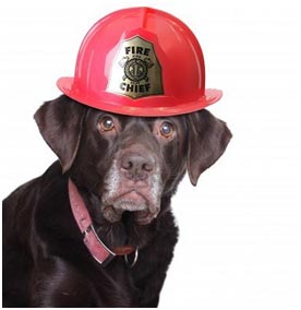 Dog with Fire Chief hat