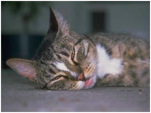 Cat half asleep on floor