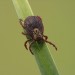 Image of tick on grass