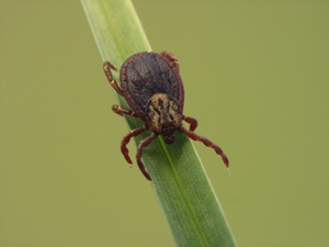 Image of tick on grass