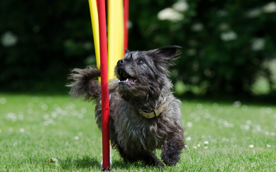 image for January is Dog Training Month!